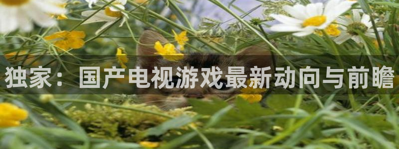 杜邦娱乐直属：独家：国产电视游戏最新动向与前瞻